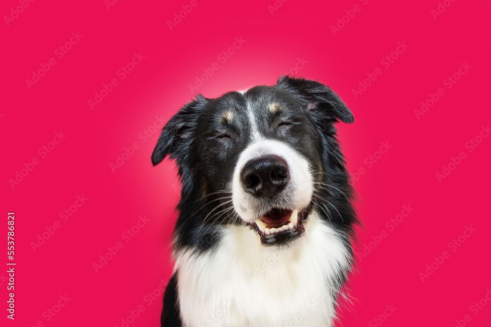 Smiliing border collie dog with  happy expression face. Isolated on magenta trendy background