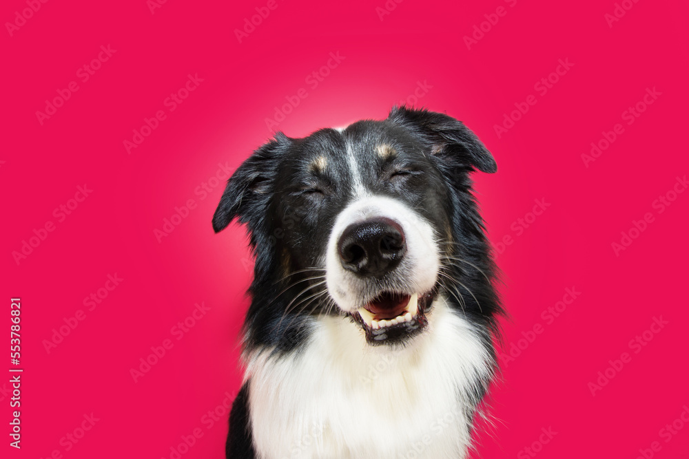 Smiliing border collie dog with happy expression face. Isolated on magenta trendy background Smiliing border collie dog with happy expression face. Isolated on magenta trendy background