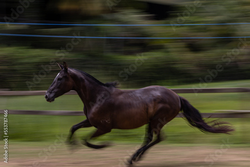 horse in the field