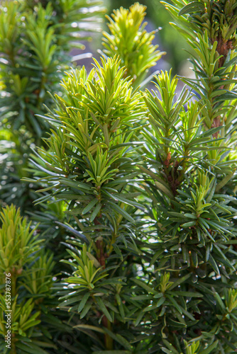 A beautiful pine tree in summer in the garden.