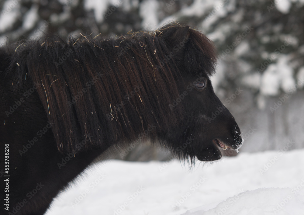 Naklejka premium black pony portrait in snow