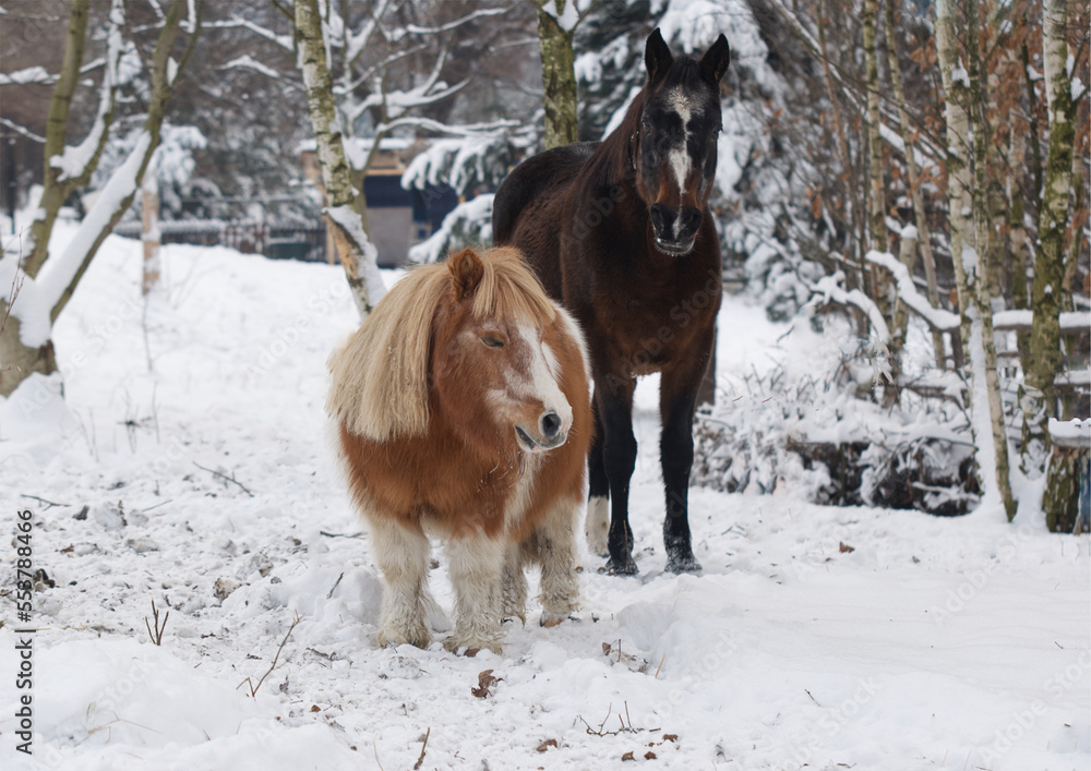 Obraz premium horse and pony in snow