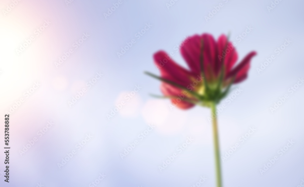 Blurred image of pink flowers in sun light, Natural background
