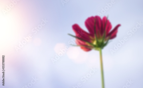 Blurred image of pink flowers in sun light  Natural background