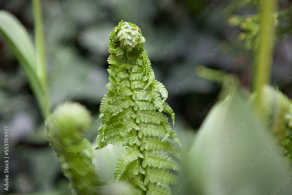 A beautiful fern in the summer garden. A beautiful fern in the summer garden.