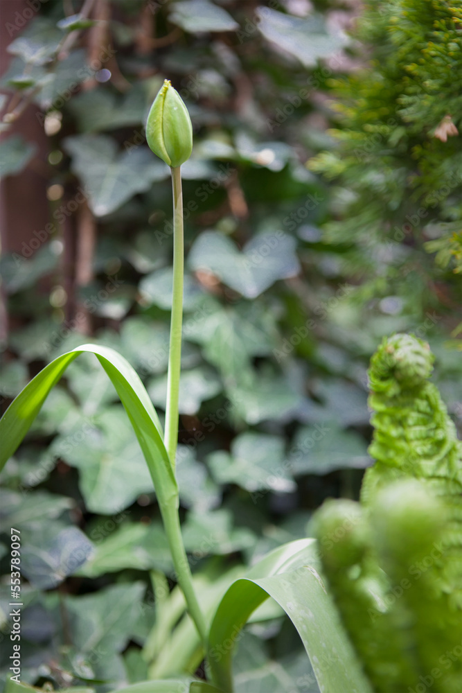 Rose bud in the garden. Rose bud in the garden.