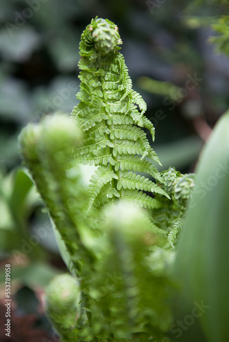 A beautiful fern in the summer garden.