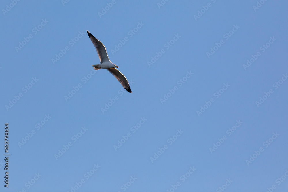 Gaviota patiamarilla (Larus michahellis) volando al amanecer Gaviota patiamarilla (Larus michahellis) volando al amanecer