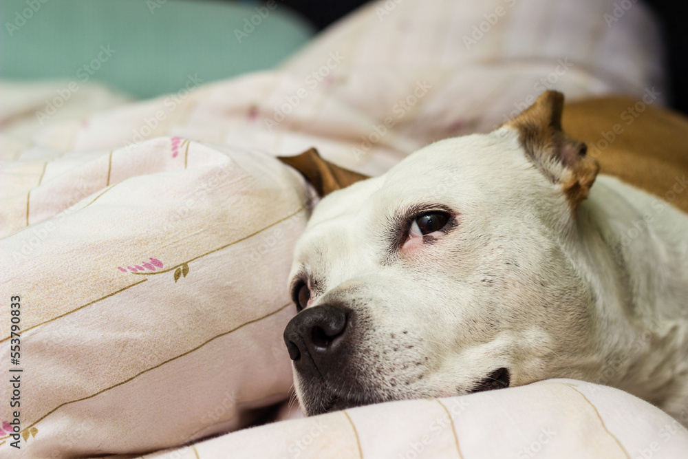 Cute senior dog sleeping at home on the bed Cute senior dog sleeping at home on the bed