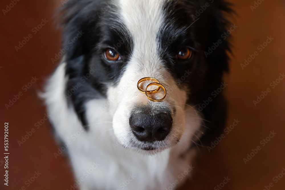 Will you marry me. Funny portrait of cute puppy dog border collie holding two golden wedding rings on nose, close up. Engagement, marriage, proposal concept