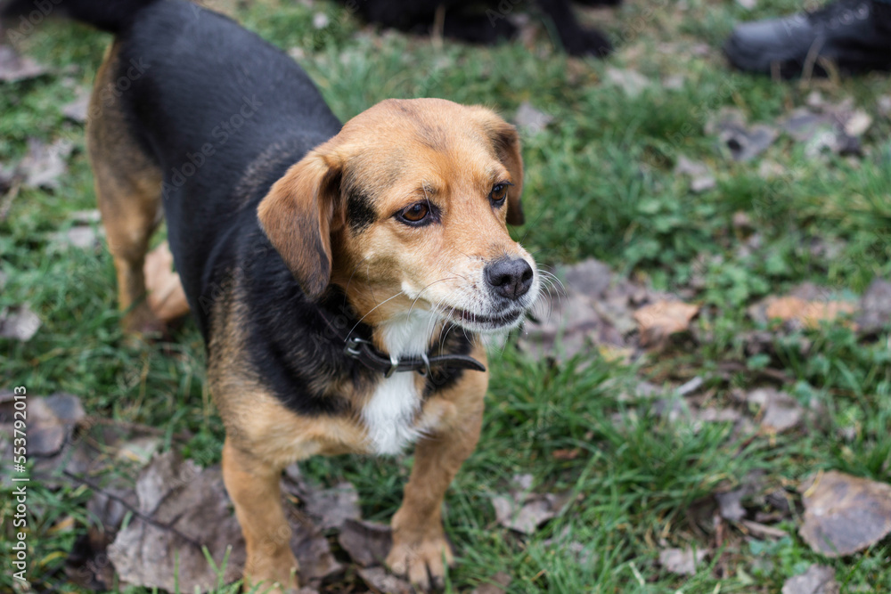 Small dog in winter time walking in park Small dog in winter time walking in park