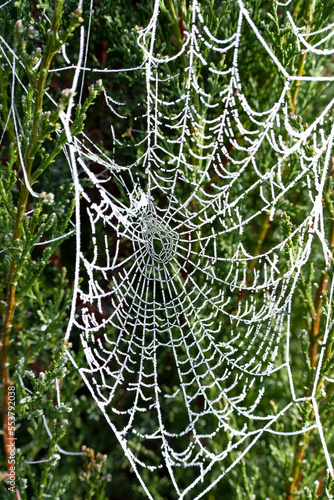 close up of a spider's web glistening with icy frost 