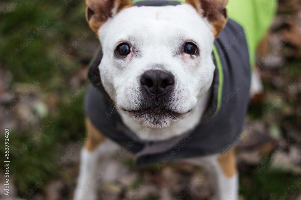 Senior dog wearing a grey green coat Senior dog wearing a grey green coat