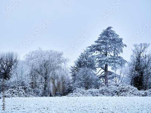 The first snows of winter transform a patch of woodland into a simple, abstract design, silhouetted against a blank, white sky.