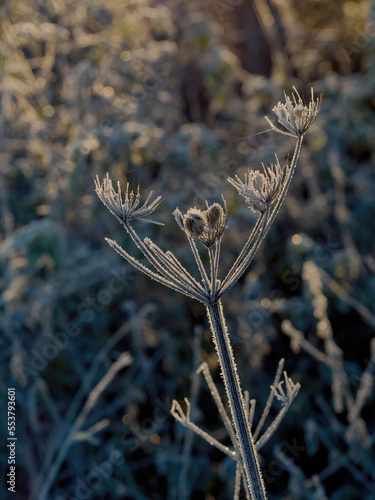 The intricate structure of a wild carrot plant stem and seedpod, covered in spikes of rime and frost, against a muted, frosted undergrowth background.