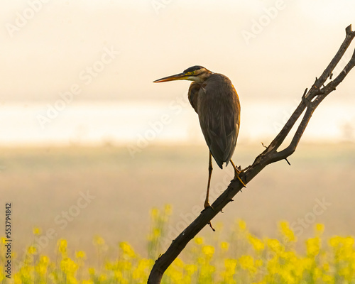 A Grey Heron resting on a branch photo