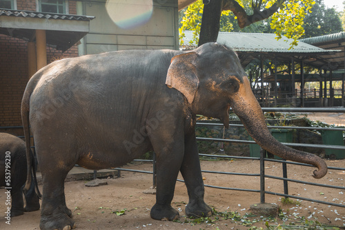 Indian Elephants at the Pinavella Sanctuary photo