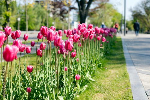 spring city streets with blooming tulips