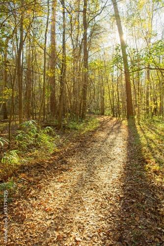 Sunburst light drenched trail  covered in autumn leaves In Congaree National Park
