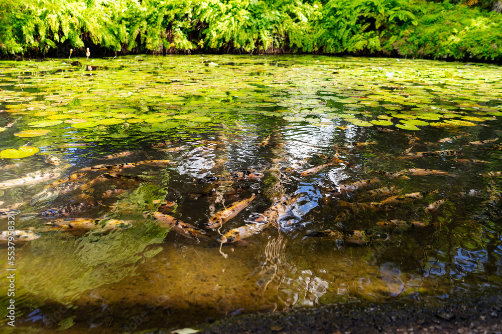 Koï carps in pond with water lillies and fern, Martinique Koï carps in pond with water lillies and fern, Martinique