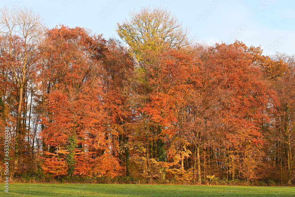 Herbstfärbung Orange Baumreihe