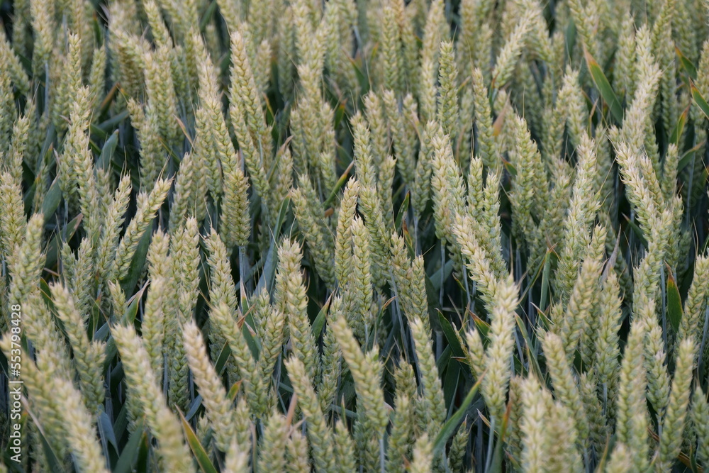 Roggenfeld Roggenfeld