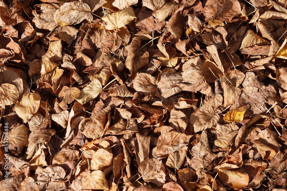Trockenes Verwelktes Laub im Herbst Trockenes Verwelktes Laub im Herbst