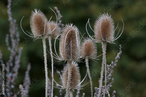 Heilpflanze Wilde Karde photo