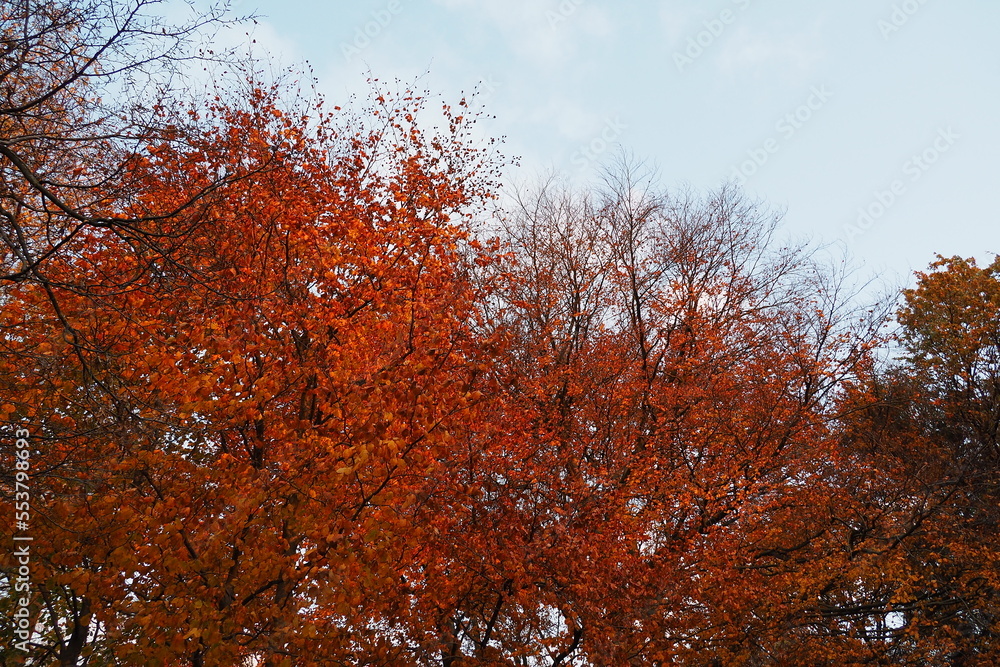 Rotfärbung im Herbst