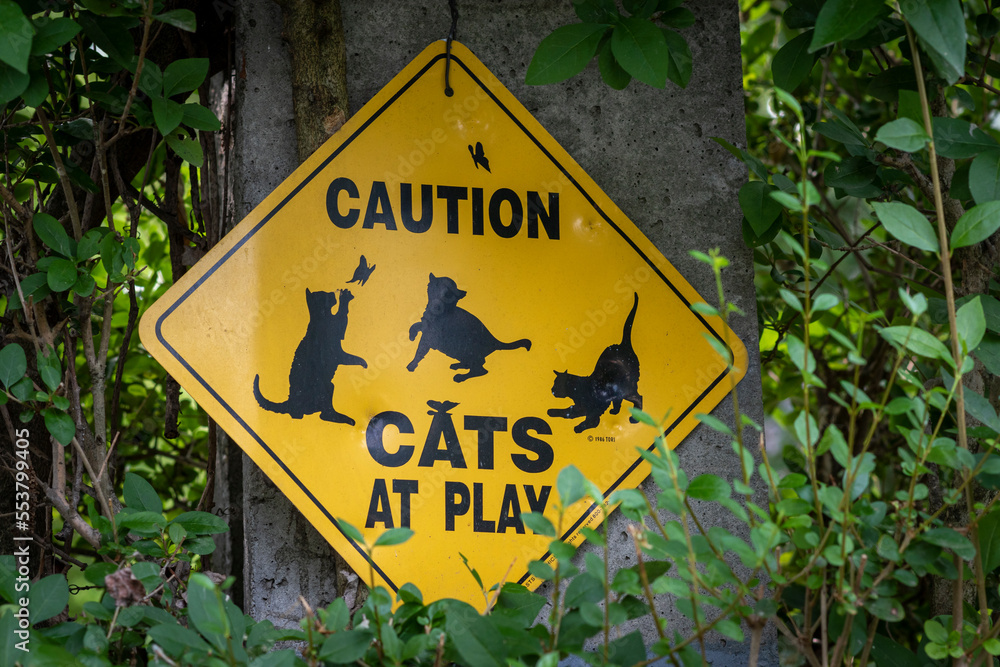 Foto Stock Caution cats at play sign board at a forest roadside hanged