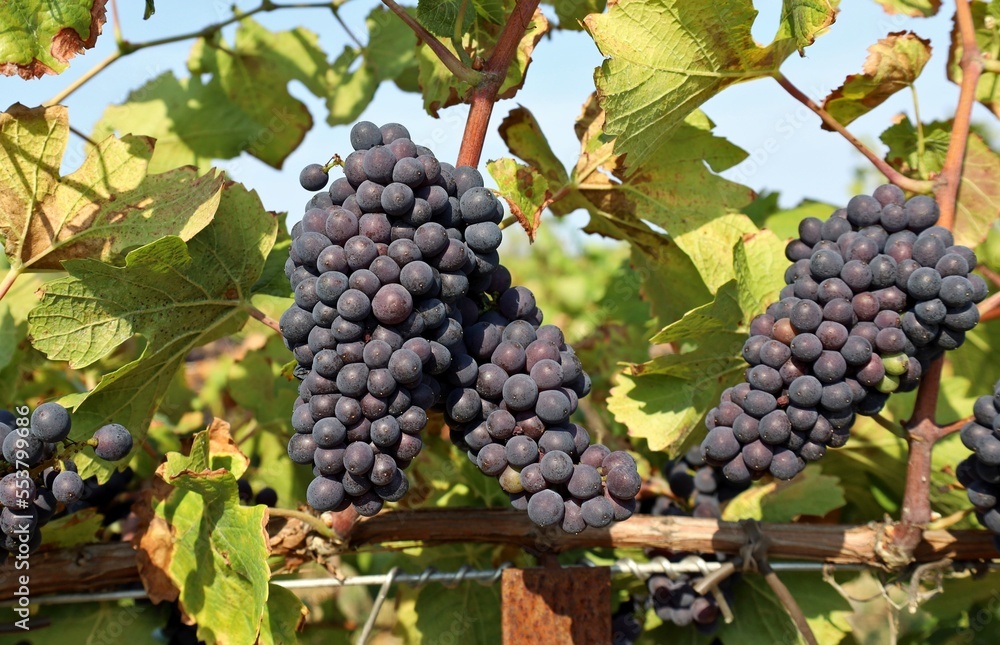 Ripe Pinot noir grapes hanging on vine just before the harvest.