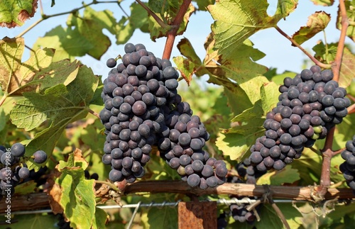Ripe Pinot noir grapes hanging on vine just before the harvest.