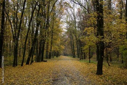 Autumn foliage. Tree-lined parkway with typical autumn day and colors.