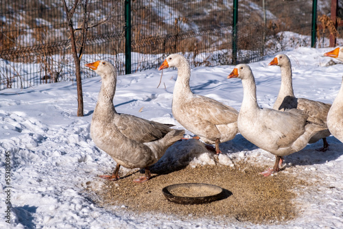 country goose on snow