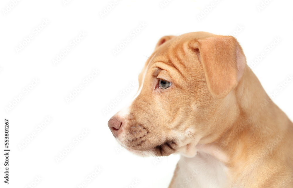 Isolated puppy headshot or side profile. Cute side view of large beige boxer mix puppy dog looking at something off screen. 12 weeks old, female Boxer Pitbull mix breed, fawn color. Selective focus.