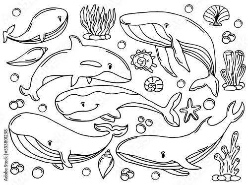 Whales color sketch set. Big collection of different hand drawn whales and dolphins in engraving style. Zoological illustration of ocean mammals