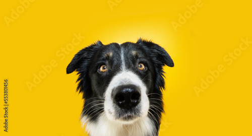 Close-up attentive border collie dog looking at camera. Isolated on yellow background