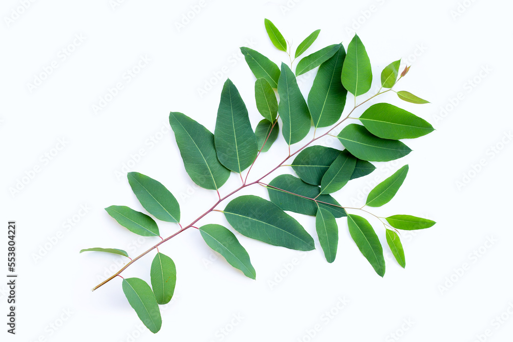 Eucalyptus leaves on white background. Eucalyptus leaves on white background.