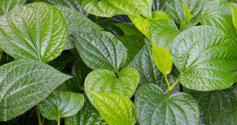 Fresh leaves of wild betel Fresh leaves of wild betel