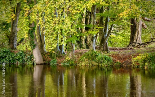 pond in the park with trees in autumn