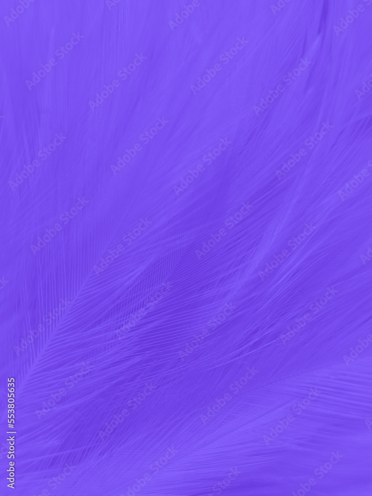 Beautiful abstract purple feathers on white background, blue feather texture on dark pattern and purple background, colorful feather wallpaper, love theme, valentines day
