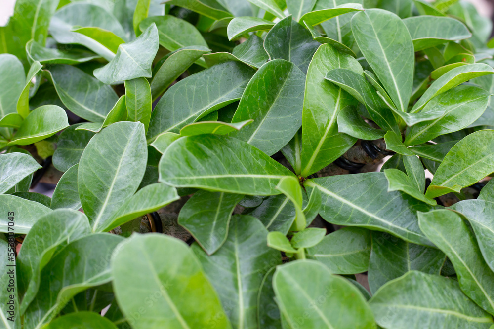 Adenium obesum plant. Green leaves Adenium obesum plant. Green leaves