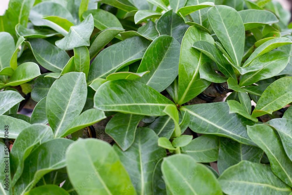 Adenium obesum plant. Green leaves