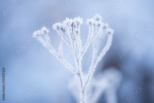 Frosty flower. Finland