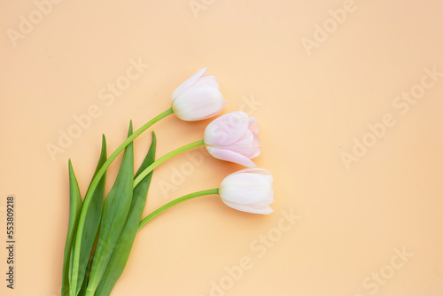 White pink tulips on orange pastel background.