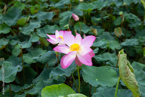 Pink lotus flower blooming in pond with green leaves