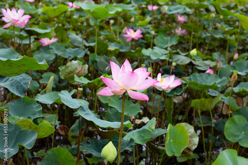 Pink lotus flower blooming in pond with green leaves