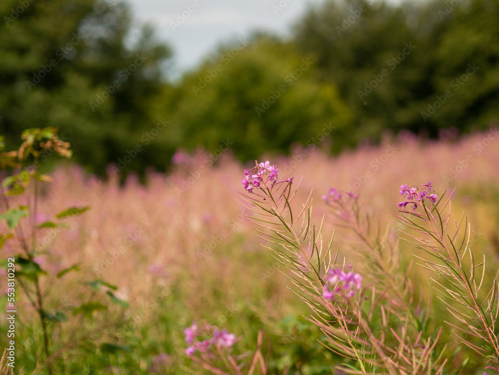 Obraz premium flowers in the meadow