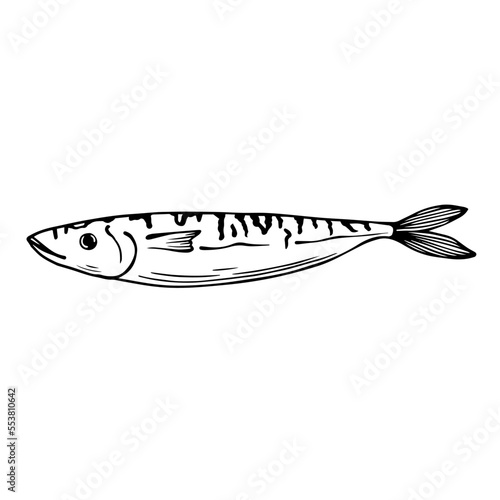 Linear sketch of a fish.Vector graphics.