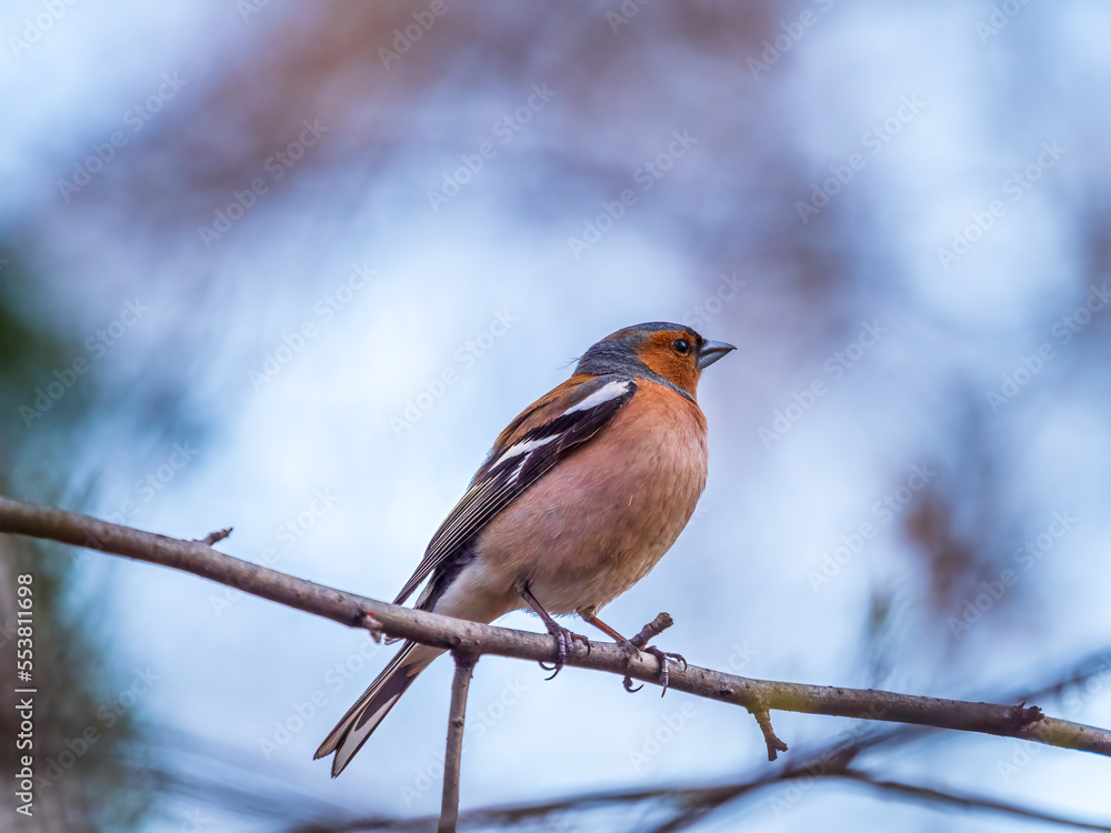 Common chaffinch, Fringilla coelebs, sits on a tree. Common chaffinch in wildlife. Common chaffinch, Fringilla coelebs, sits on a tree. Common chaffinch in wildlife.